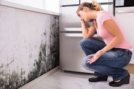 Why You Should Choose Our Mold Remediation Services in Mustang, OK